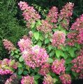 ГОРТЕНЗИЯ МЕТЕЛЬЧАТАЯ РУБИ (Hydrangea paniculata Ruby) С2