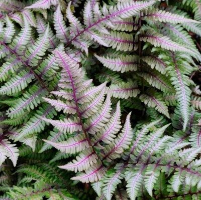 КОЧЕДЫЖНИК НИППОНСКИЙ РЕД БЬЮТИ (Athyrium niponicum Red Beauty) С1,5