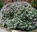 СИРЕНЬ РАСКИДИСТАЯ МИСС КИМ (Syringa patula Miss Kim) С2