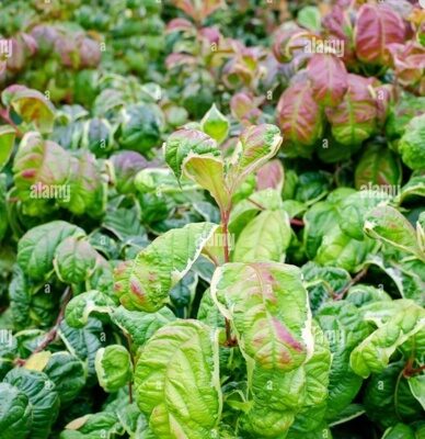 ВЕЙГЕЛА КАРИКАТУР2