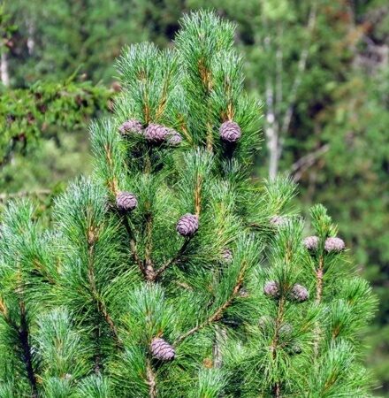 СОСНА КЕДРОВАЯ (Pinus cembra), С2