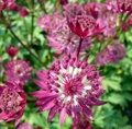 АСТРАНЦИЯ КРУПНА ПРИМАДОННА (Astrantia major Primadonna) С 1,5