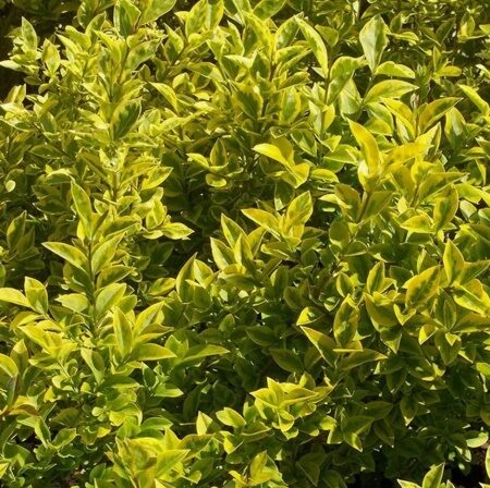 БИРЮЧИНА ОБЫКНОВЕННАЯ АУРЕУМ (Ligustrum vulgare Aureum) С2