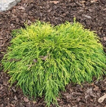 КИПАРИСОВИК ГОРОХОПЛОДНЫЙ ФИЛИФЕРА АУРЕА НАНА (Filifera Aurea Nana) С2