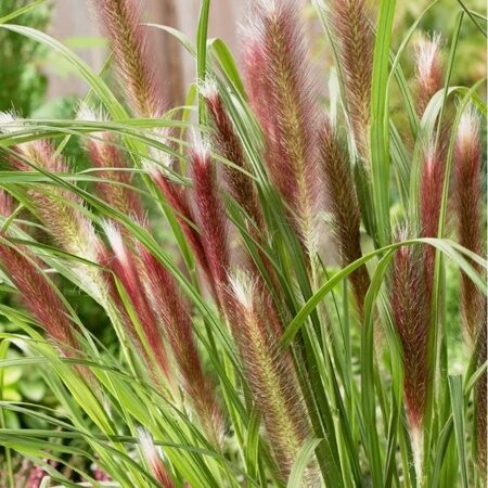 ПЕННИСЕТУМ ЛИСОХВОСТНЫЙ РЕД ХЭД (Pennisetum alopecuroides Red Head) С1,5