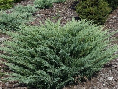 МОЖЖЕВЕЛЬНИК КАЗАЦКИЙ БЛЮ ДОНАЙ  (Juniperus sabina Blue Donau),С10