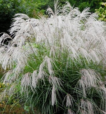 МИСКАНТУС КИТАЙСКИЙ СИЛЬВЕР ЧАРМ (Miscanthus sinensis Silver Charm) С 1,5