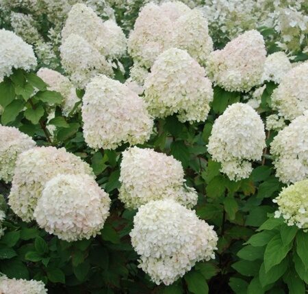ГОРТЕНЗИЯ МЕТЕЛЬЧАТАЯ ФАНТОМ (Hydrangea paniculata Phantom = Mega Pearl) С2