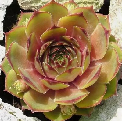 МОЛОДИЛО ПАТТОН (Sempervivum Patton) С1