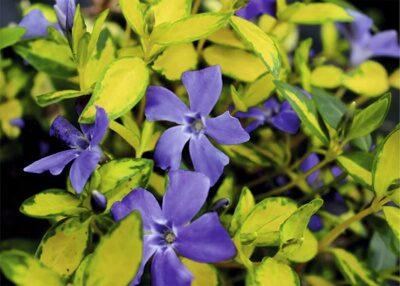 БАРВИНОК ИЛЛЮМЕНЕЙШН (Vinca minor Illumination), Р9