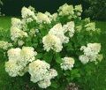 ГОРТЕНЗИЯ МЕТЕЛЬЧАТАЯСИЛЬВЕР ДОЛЛАР (Hydrangea paniculata Silver Dollar) С2