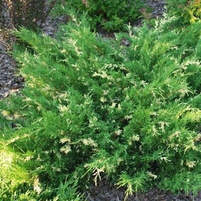 МОЖЖЕВЕЛЬНИК ГОРИЗОНТАЛЬНЫЙ АНДОРРА КОМПАКТА  ВАРИЕГАТА  (Juniperus horizontalis Andorra Variegata),С2