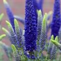 ВЕРОНИКА ДЛИННОЛИСТНАЯ ФЕСТ ГЛОРИ (Veronica longifolia First Glory) С 1,5