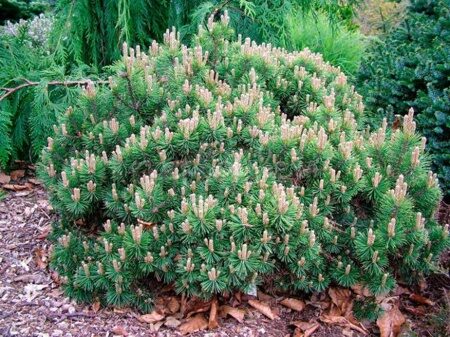 Сосна горная мопс (Pinus mugo Mops)