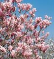 МАГНОЛИЯ СУЛАНЖА (Magnolia soulangeana), С10