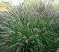 ПЕННИСЕТУМ ЛИСОХВОСТНЫЙ ВИРИДЕСЦЕНС (Pennisetum Viridescens) С1,5