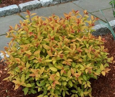 СПИРЕЯ ЯПОНСКАЯ ГОЛД ФЛЕЙМ (Spiraea japonica Goldflame),С2