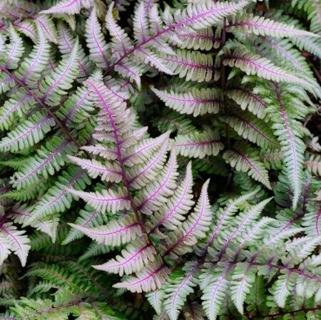 КОЧЕДЫЖНИК НИППОНСКИЙ РЕД БЬЮТИ (Athyrium niponicum Red Beauty) С1,5