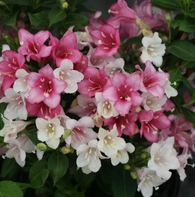 ВЕЙГЕЛА МАРДЖОРИ (АЛЬБА) (Weigela Marjorie) С2