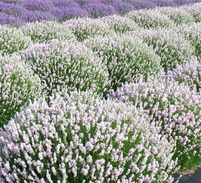 ЛАВАНДА РОЗЕА (Lavandula ang. Rosea ) С3
