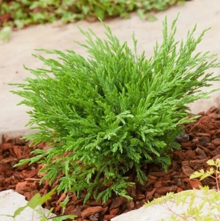 МОЖЖЕВЕЛЬНИК ГОРИЗОНТАЛЬНЫЙ АНДОРРА КОМПАКТА  (Juniperus horizontalis "Andorra Compact"),С2