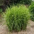МИСКАНТУС ГИГАНТСКИЙ АЛЛИГАТОР (Miscanthus sinensis Aligator) С1,5