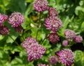 АСТРАНЦИЯ КРУПНА ПРИМАДОННА (Astrantia major Primadonna) С 1,5