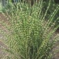 МИСКАНТУС КИТАЙСКИЙ СТРИКТУС (Miscanthus sinensis Strictus) С1,5