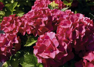 ГОРТЕНЗИЯ КРУПНОЛИСТНАЯ МАКРОФИЛА ХОТ РЕД (Hydrangea macrophylla Hot Red), С5