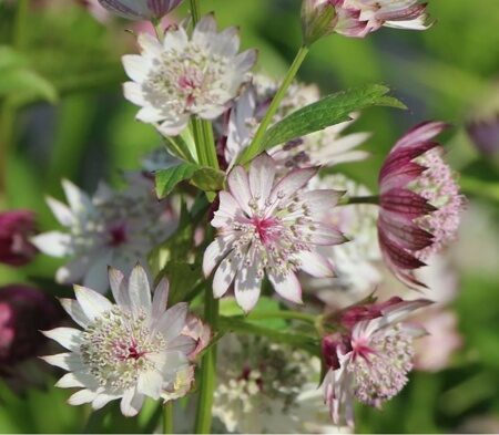 АСТРАНЦИЯ КРУПНАЯ (Astrantia major) С 1,5