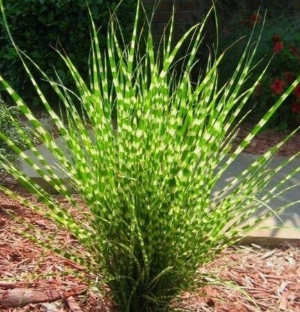 МИСКАНТУС КИТАЙСКИЙ СТРИКТУС (Miscanthus sinensis Strictus) С1,5