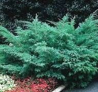 МОЖЖЕВЕЛЬНИК ВИРГИНСКИЙ ХЕТЦ (Juniperus virginiana Hetz) ,С2