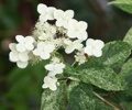 ГОРТЕНЗИЯ МЕТЕЛЬЧАТАЯ ШИКОКУ ФЛЭШ (Hydrangea paniculata Shikoku Flash) С2