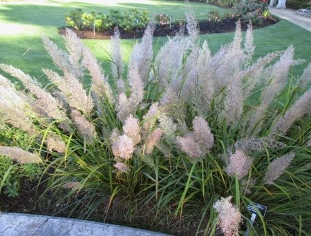 ВЕЙНИК КОРОТКОВОЛОСИСТЫЙ  (Calamagrostis brachytricha),С2