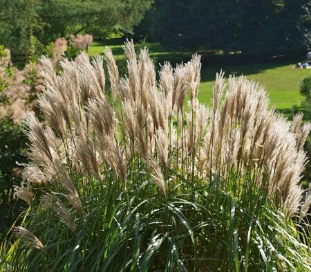 МИСКАНТУС КИТАЙСКИЙ ГРАЦИЕЛЛА (Miscanthus sinensis Graciella) С15
