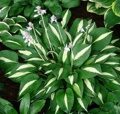 ХОСТА ВАЙТ БИКИНИ (Hosta White Bikini) С2